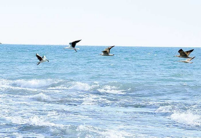 Bash surat - 2022.jpg